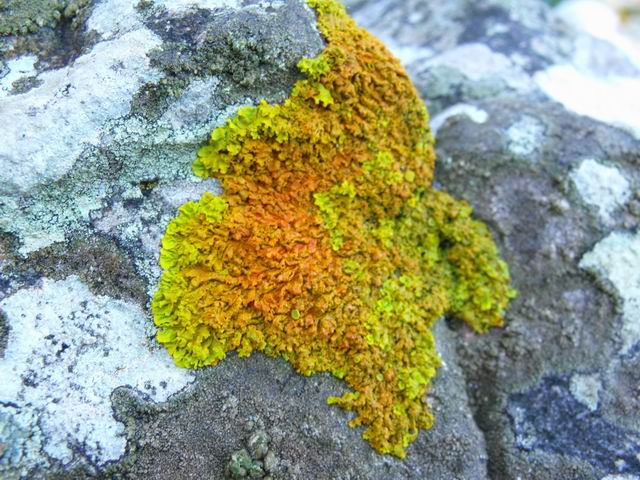 Xanthoria sp.